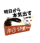 前髪猫らい（個別スタンプ：36）