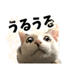 前髪猫らい（個別スタンプ：37）