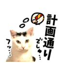 前髪猫らい（個別スタンプ：38）