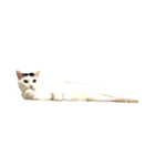 前髪猫らい（個別スタンプ：40）