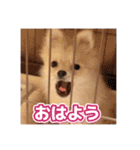ポメのあんずvol. 1（個別スタンプ：1）