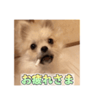 ポメのあんずvol. 1（個別スタンプ：2）