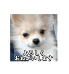 ポメのあんずvol. 1（個別スタンプ：3）
