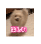 ポメのあんずvol. 1（個別スタンプ：4）