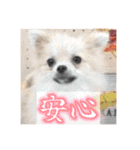 ポメのあんずvol. 1（個別スタンプ：5）