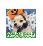 ポメのあんずvol. 1（個別スタンプ：6）