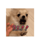 ポメのあんずvol. 1（個別スタンプ：7）