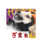 ポメのあんずvol. 1（個別スタンプ：8）