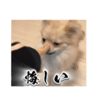 ポメのあんずvol. 1（個別スタンプ：9）