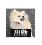 ポメのあんずvol. 1（個別スタンプ：10）