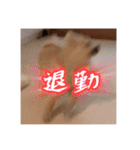 ポメのあんずvol. 1（個別スタンプ：11）