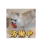ポメのあんずvol. 1（個別スタンプ：12）
