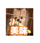 ポメのあんずvol. 1（個別スタンプ：13）