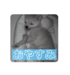 ポメのあんずvol. 1（個別スタンプ：14）