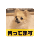 ポメのあんずvol. 1（個別スタンプ：15）