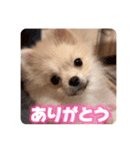 ポメのあんずvol. 1（個別スタンプ：16）