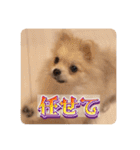 ポメのあんずvol. 1（個別スタンプ：17）