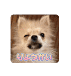 ポメのあんずvol. 1（個別スタンプ：18）