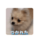 ポメのあんずvol. 1（個別スタンプ：19）