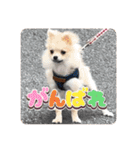 ポメのあんずvol. 1（個別スタンプ：20）