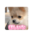 ポメのあんずvol. 1（個別スタンプ：21）