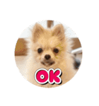 ポメのあんずvol. 1（個別スタンプ：22）