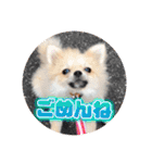 ポメのあんずvol. 1（個別スタンプ：23）