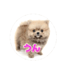 ポメのあんずvol. 1（個別スタンプ：24）