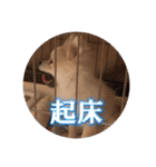 ポメのあんずvol. 1（個別スタンプ：25）