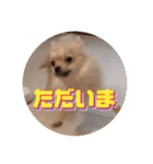 ポメのあんずvol. 1（個別スタンプ：26）