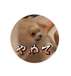 ポメのあんずvol. 1（個別スタンプ：27）