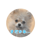 ポメのあんずvol. 1（個別スタンプ：29）