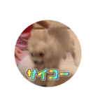 ポメのあんずvol. 1（個別スタンプ：30）