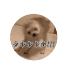 ポメのあんずvol. 1（個別スタンプ：31）
