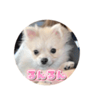 ポメのあんずvol. 1（個別スタンプ：32）