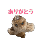 プードルであそぼ（個別スタンプ：1）