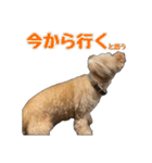 プードルであそぼ（個別スタンプ：5）