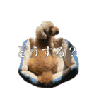 プードルであそぼ（個別スタンプ：6）