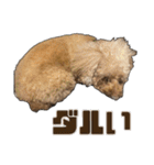 プードルであそぼ（個別スタンプ：7）