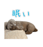 プードルであそぼ（個別スタンプ：8）