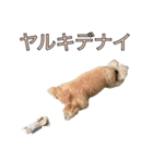 プードルであそぼ（個別スタンプ：14）
