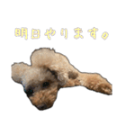 プードルであそぼ（個別スタンプ：15）