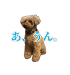 プードルであそぼ（個別スタンプ：19）