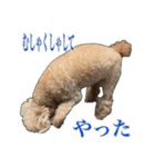 プードルであそぼ（個別スタンプ：21）