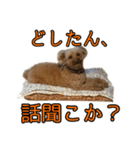 プードルであそぼ（個別スタンプ：23）