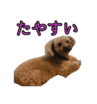 プードルであそぼ（個別スタンプ：25）