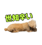 プードルであそぼ（個別スタンプ：30）