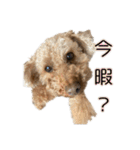 プードルであそぼ（個別スタンプ：36）