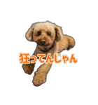 プードルであそぼ（個別スタンプ：37）