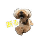 プードルであそぼ（個別スタンプ：38）